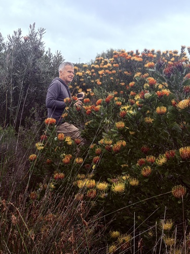 Leucospermum praecox, photograph 2