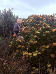 Leucospermum praecox, photograph (c) Christina, some rights reserved (CC BY)