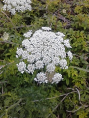 Daucus carota