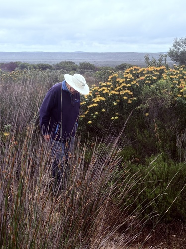 Leucospermum praecox, photograph 3