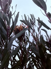 Protea susannae