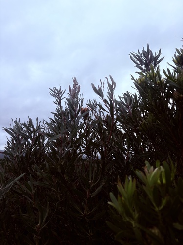 Protea susannae, photograph 2