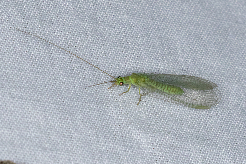 Mallada signatus