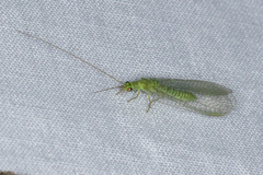 Mallada signatus