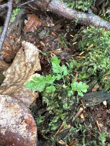 Herb Robert