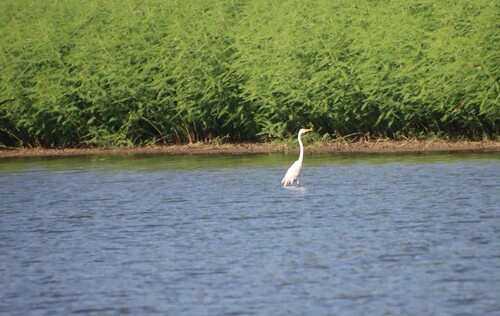 iNaturalist image