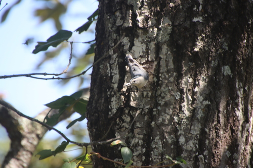 White-breasted Nuthatch