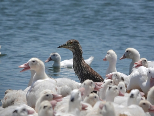 iNaturalist: (c) 黃書彥, some rights reserved (CC BY-NC), uploaded by 黃書彥 iNaturalist image