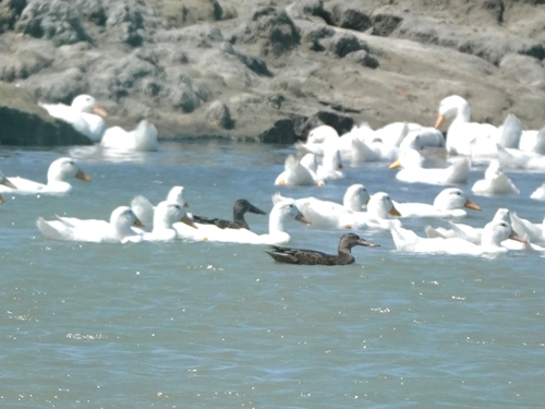 Northern Shoveler
