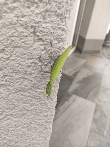 European Mantis