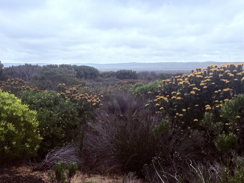 Leucospermum praecox, photograph 4