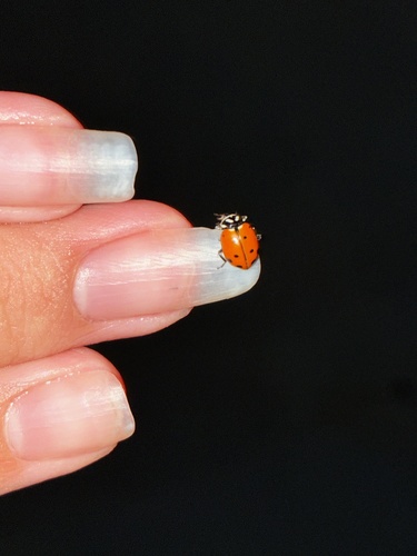 Convergent Lady Beetle