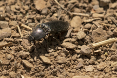 Tesolasomus morulus