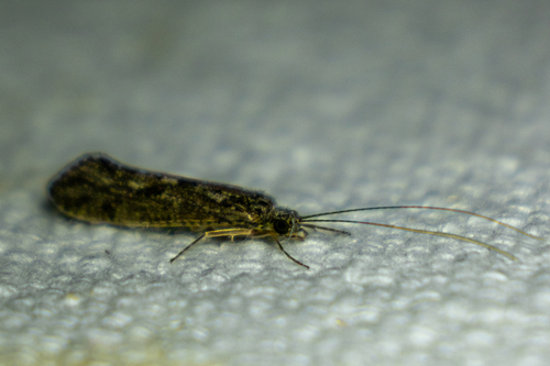 Little Sister Sedges