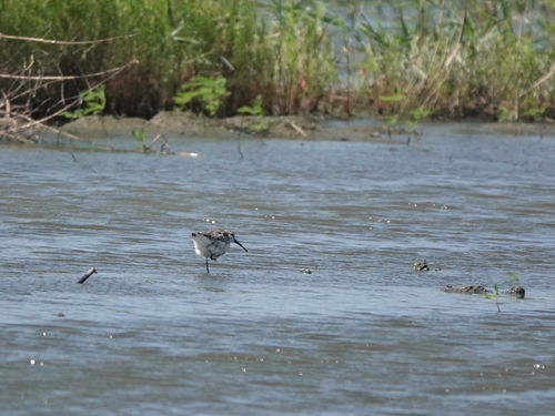 Curlew Sandpiper