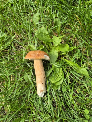 King Bolete