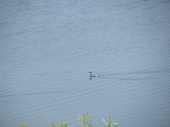 Aechmophorus occidentalis