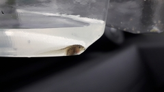 Hyla molleri