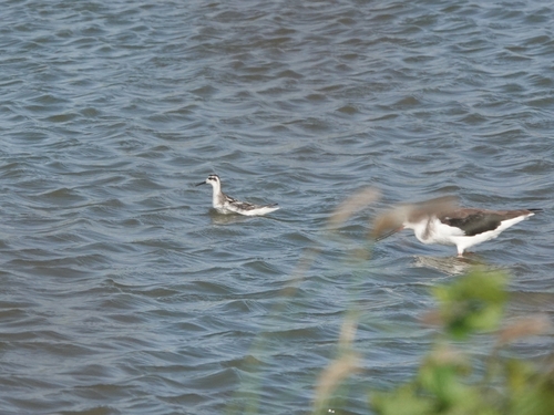 Red-necked Phalarope