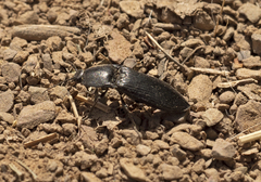 Tesolasomus morulus