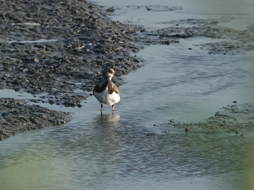 Ruddy Turnstone