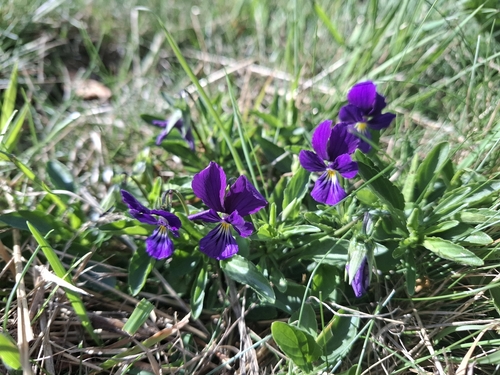 Viola lutea, photograph 1