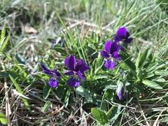 Viola lutea, photograph (c) Riccardo Guarino, some rights reserved (CC BY)