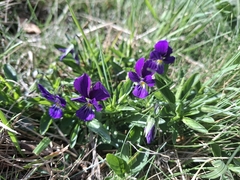 Viola lutea, photograph (c) Riccardo Guarino, some rights reserved (CC BY)