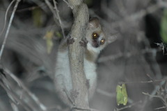 Microcebus murinus