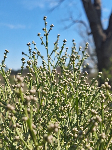 Baccharis articulata, photograph 3