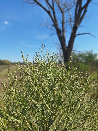 Baccharis articulata, photograph 4