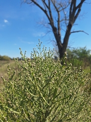 Baccharis articulata, photograph (c) Rocío Esmeralda Pose, some rights reserved (CC BY)