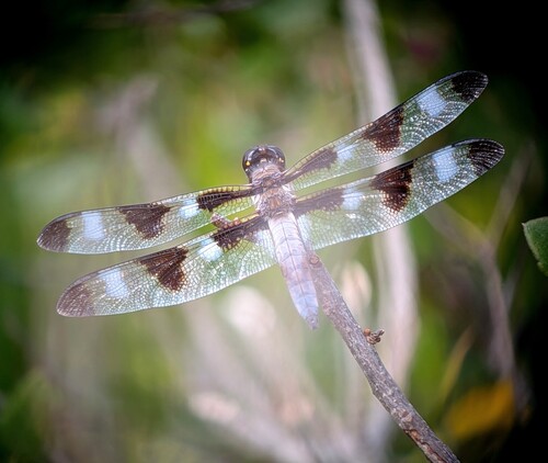 Twelve-spotted Skimmer