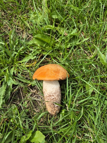 Red-capped Scaber Stalk