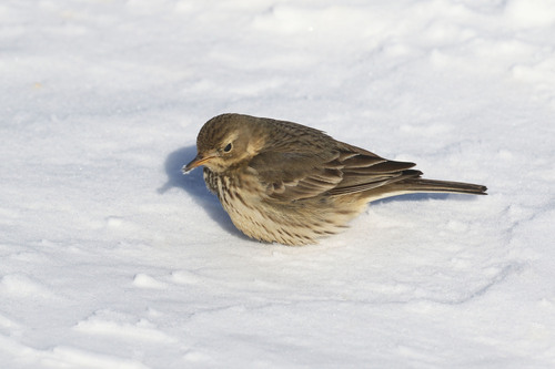 American Pipit