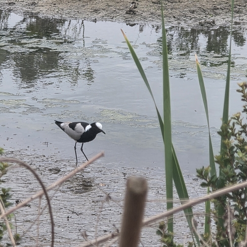 iNaturalist image