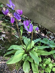 Primula fassettii