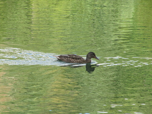 iNaturalist image
