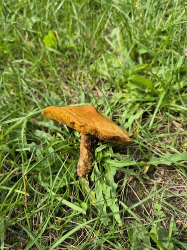 Larch Bolete