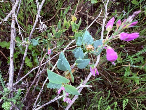Polygala fruticosa, photograph 3