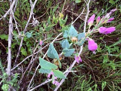 Polygala fruticosa, photograph (c) Christina, some rights reserved (CC BY)