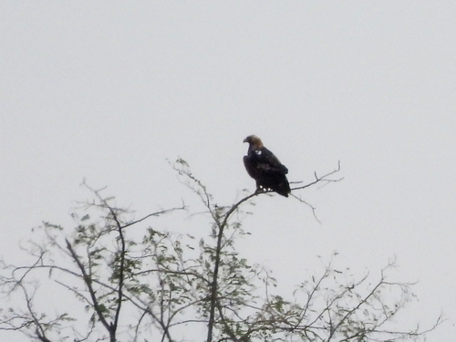 Imperial Eagle