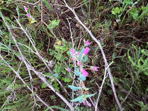 Polygala fruticosa, photograph 4