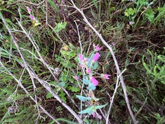 Polygala fruticosa, photograph (c) Christina, some rights reserved (CC BY)