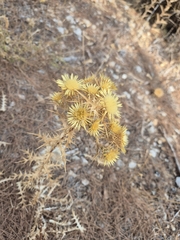 Carlina corymbosa, photograph (c) Jamie Kingscott, some rights reserved (CC BY)
