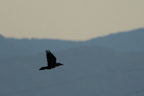 Common Raven