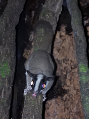 Bushy-Tailed Opossum photo 2