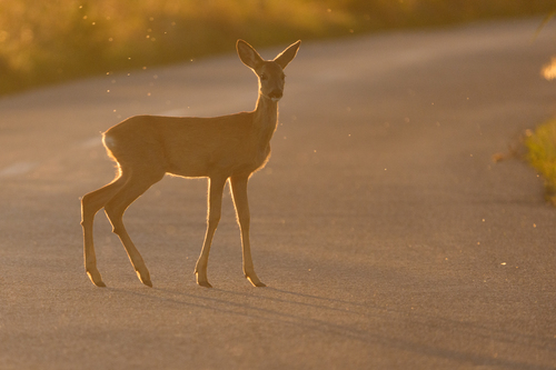 European Roe Deer