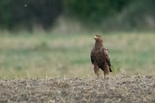 Lesser Spotted Eagle