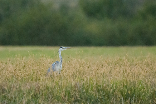 iNaturalist: (c) Gabi Rusu, some rights reserved (CC BY-NC), uploaded by Gabi Rusu iNaturalist image